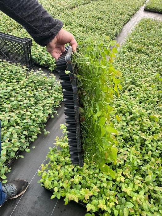 Sadzonki borówki wysokiej "amerykańskiej" - Elliott multiplat 104