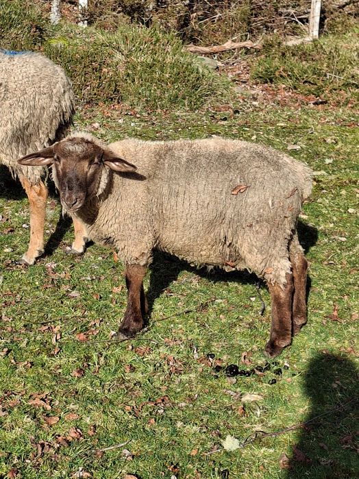 Vendo borrego cruzado de suffolk