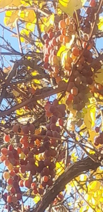 Продам будинок в тихому місці