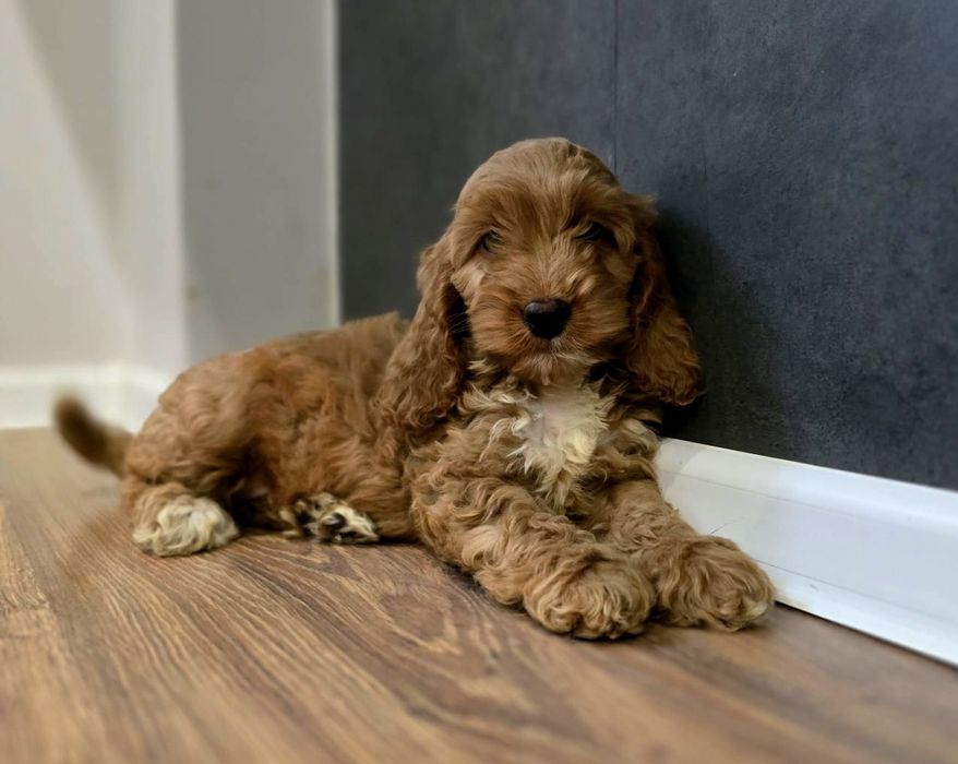 Piesek cockapoo!
