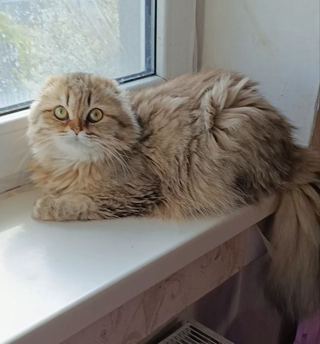 Золотой мальчик шиншилла фолд