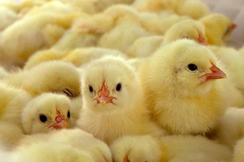 Продам добове курча бролярів кобб 500