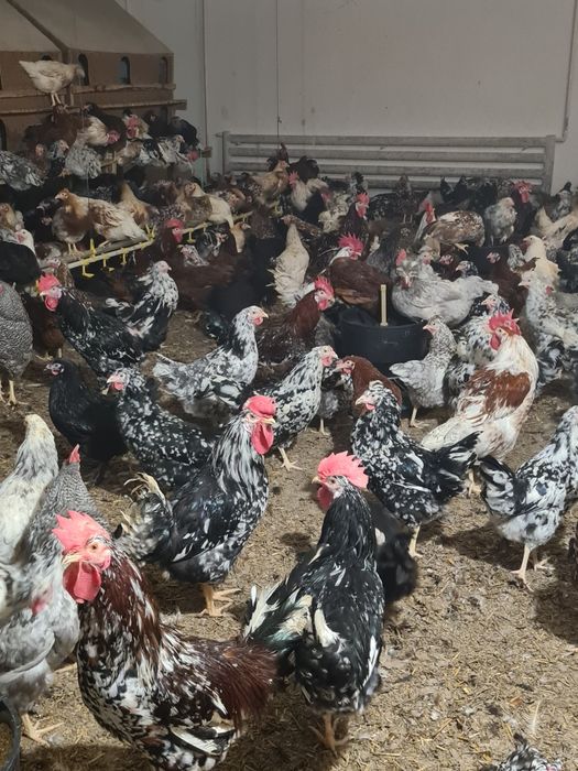 Jajka lęgowe wylęgowe