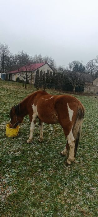 Ogier  huculski 3 letni