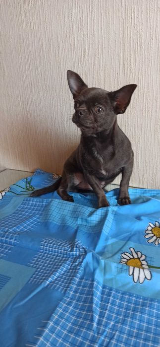 Продажа  девочки порода чихуахуа