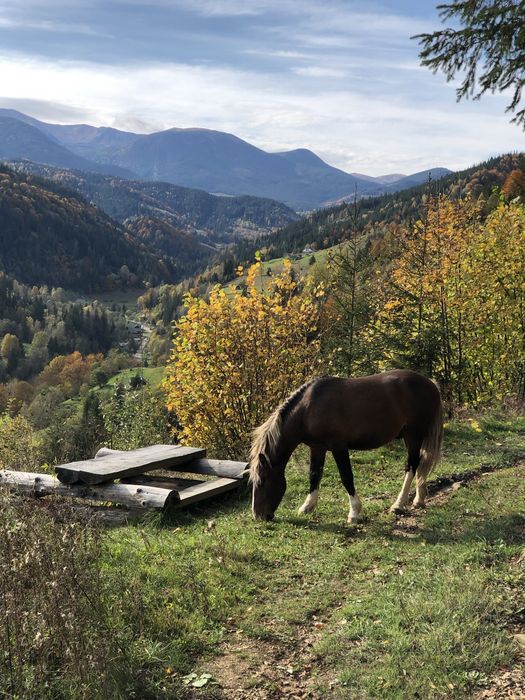 Карпати , різні ВАРІАНТИ ЗЕМЛІ