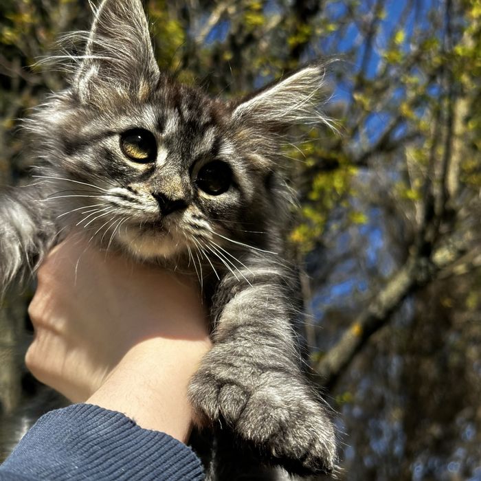 Sprzedam kotka Maine Coon