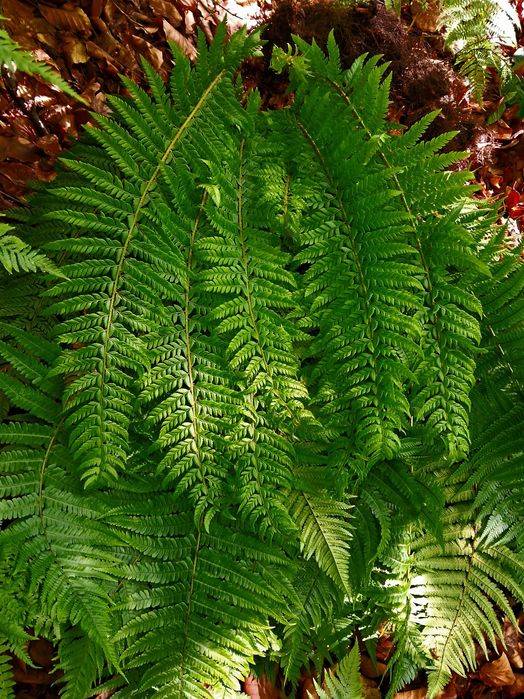 Папоротник 3 види ( Волжанка, Астильба,Щитовник))