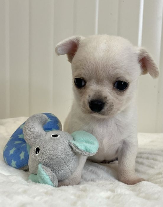 Chihuahua Macho Pelo Curto