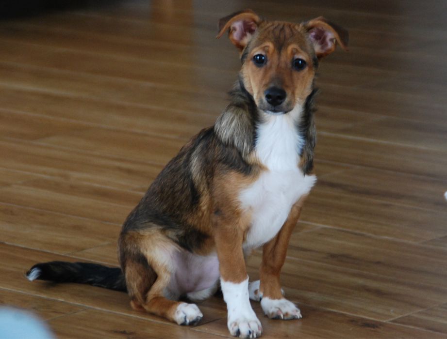 Mała Tola szuka domu