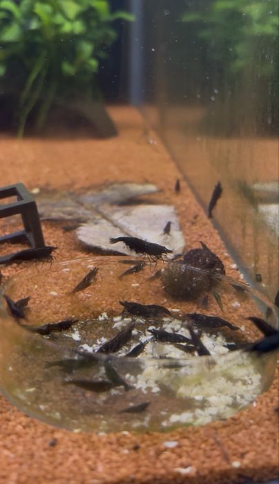 Camarões Neocaridina Black Sakura
