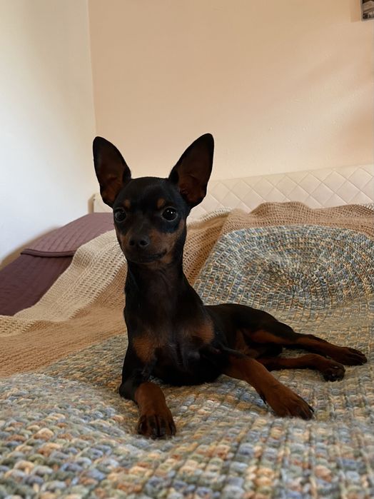 Pinczer miniaturowy, ratlerek suczka