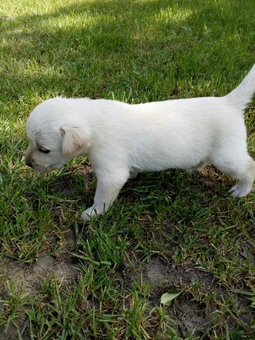 Лабрадори від пари чемпіонів