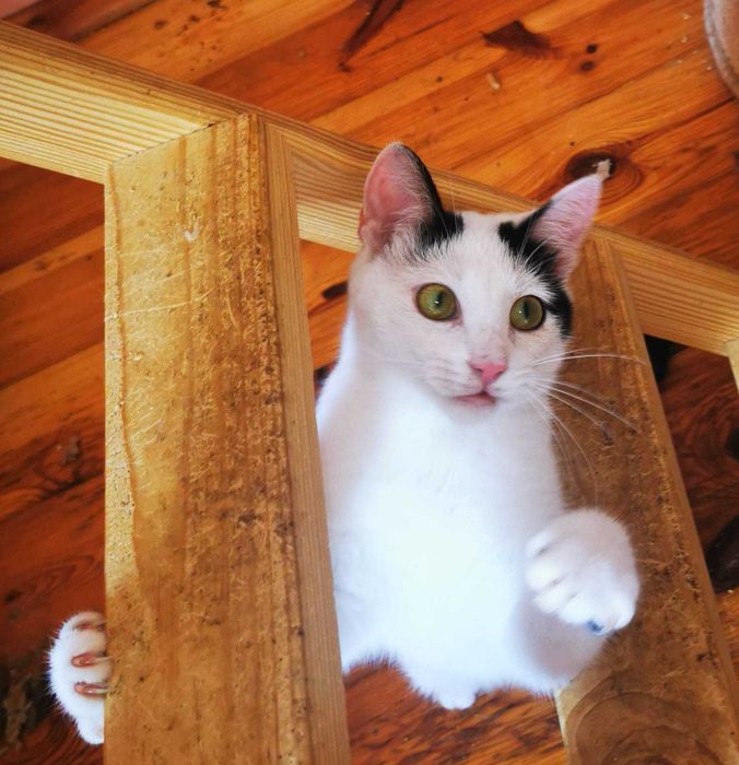 Amarie- słodka,spokojna koteczka do adopcji