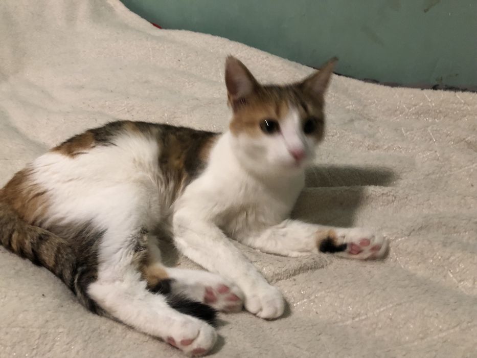 Котенок в добрые руки