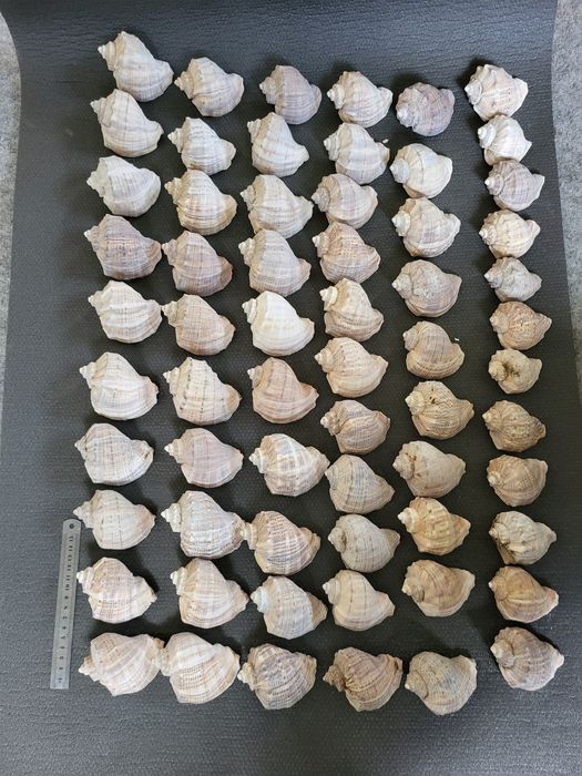 Ракушки  / Мушлі