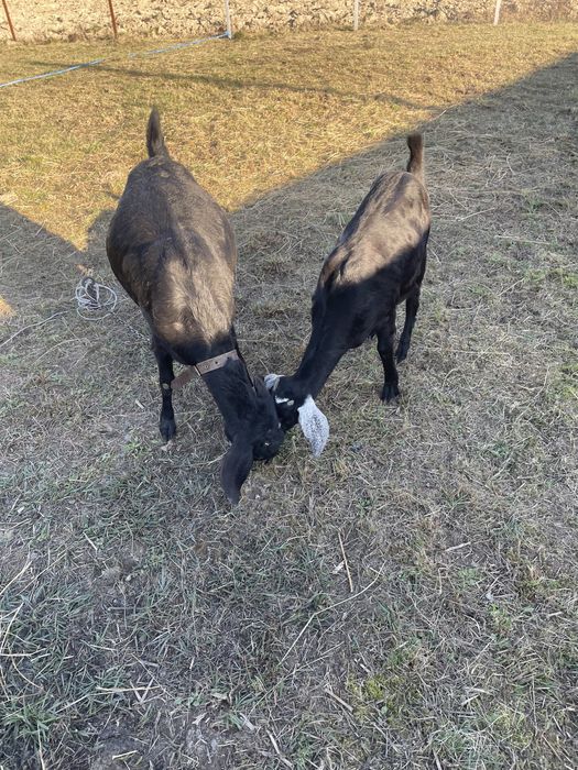 Англо-нубійська коза
