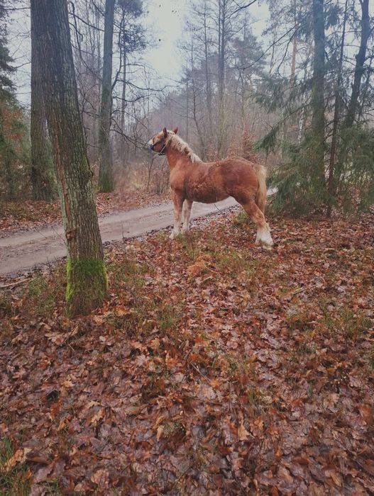 Źrobka 10 miesieczna