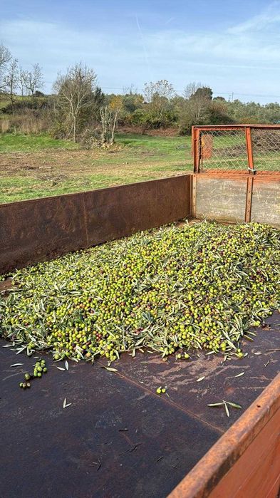 Azeite Biológico de Trás-os-Montes – Garrafão 5L | Produção Própria