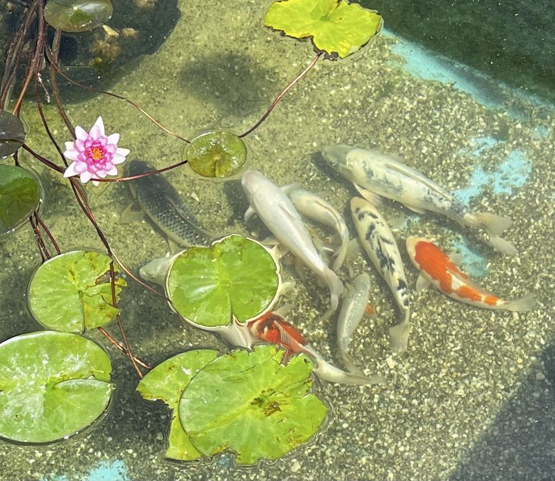Carpas Koi, Palmela