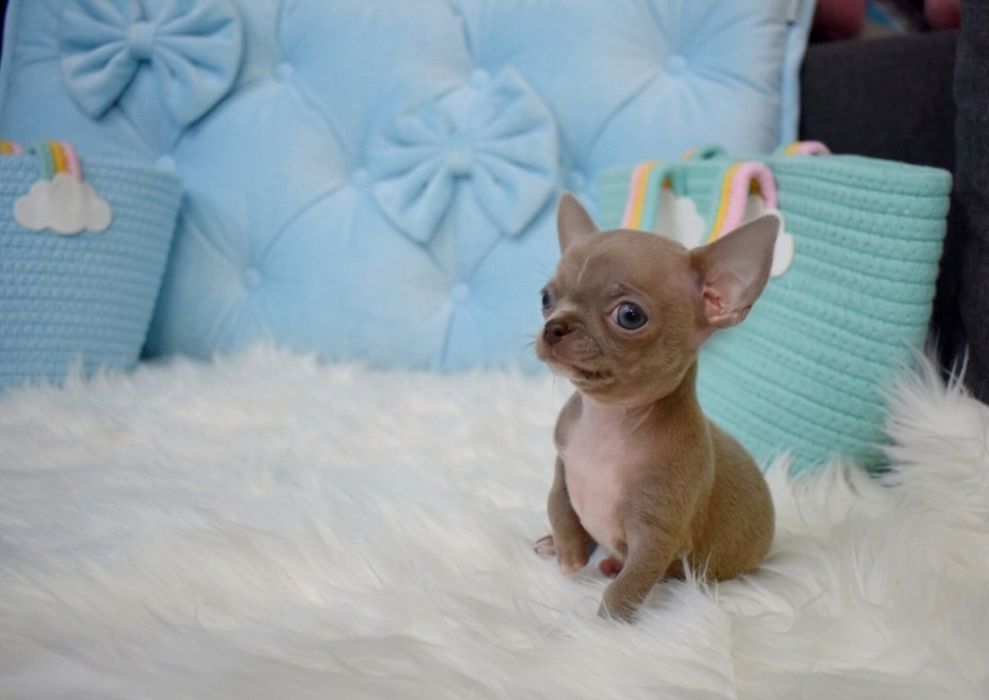Chihuahua liliowy piesek XS