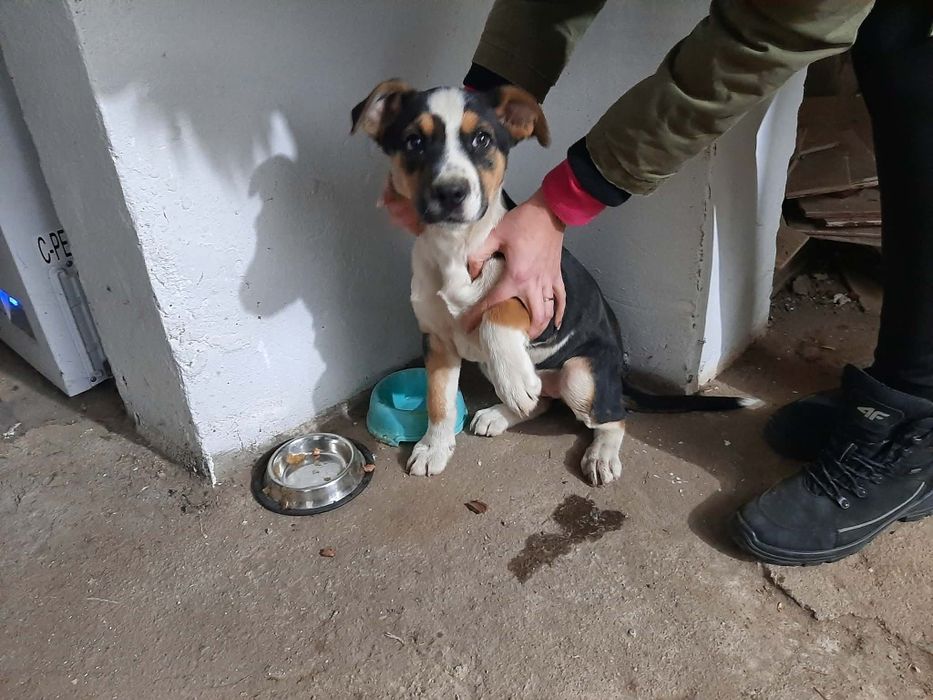 Sunia szczeniak szuka domu