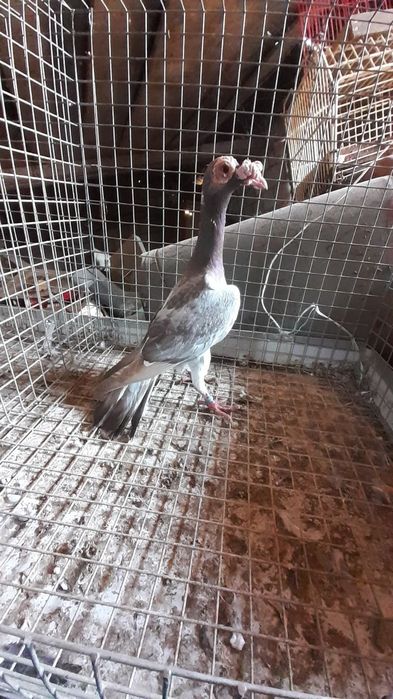 Kariery samce i samice.