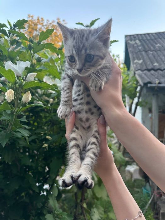 Котеня хлопчик 3 місяці