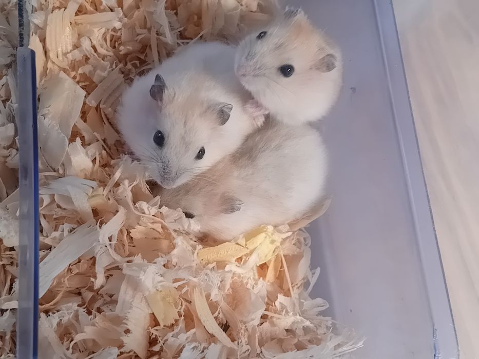 Chomiki Dżungarskie