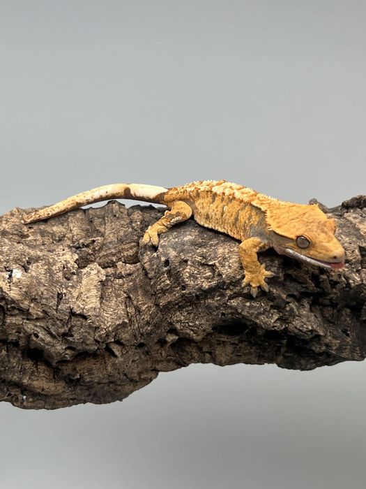 Gekon orzęsiony extreme harlequin