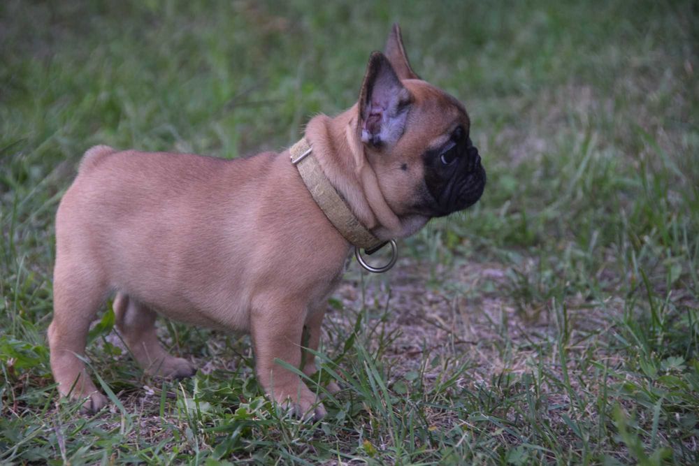 Buldog Francuski FCI