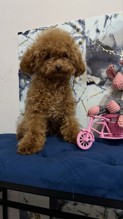 Дівчинка справжня тоїчка