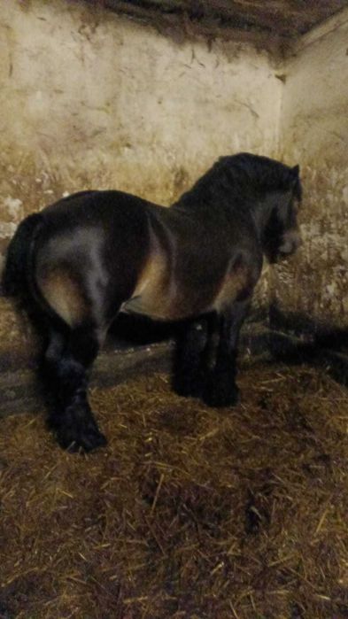 Źrebak zimnokrwisty