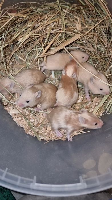 Хомяк атласный персик много окрасов доставка по городу хомяк джунгарик