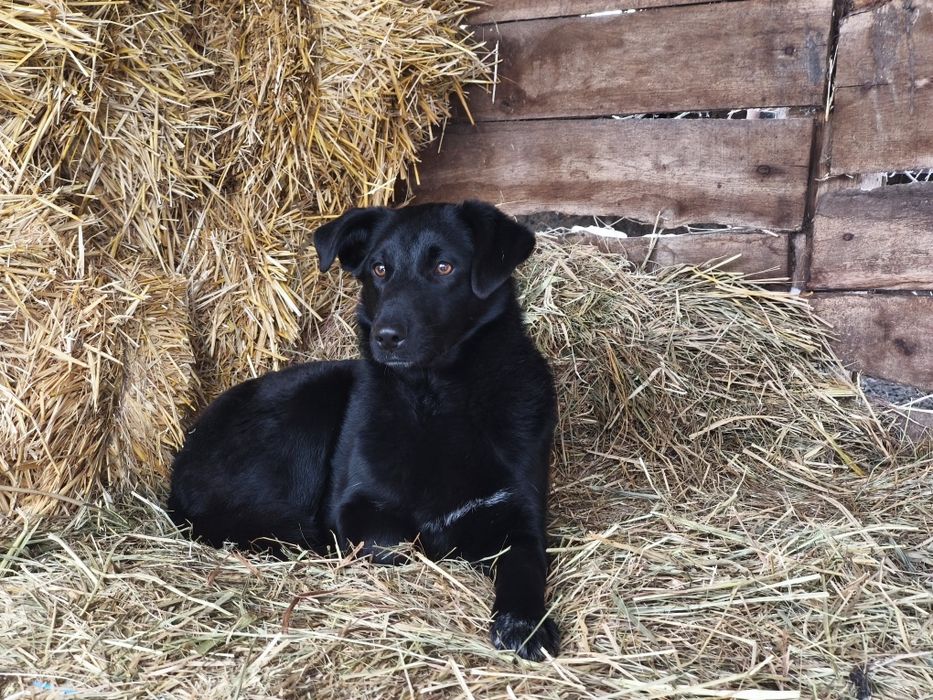 Прекрасная девочка в добрые руки!!!
