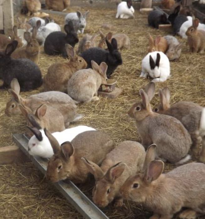 Coelhos para consumo ou criaçao