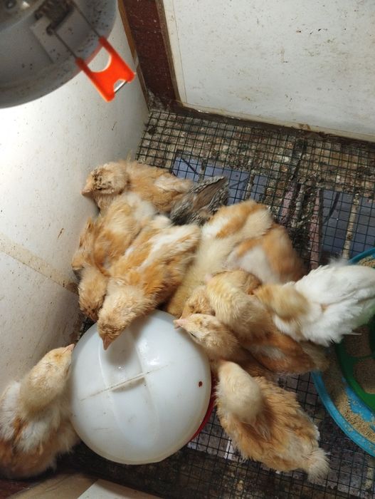 Ovos Férteis Orpington Amarela