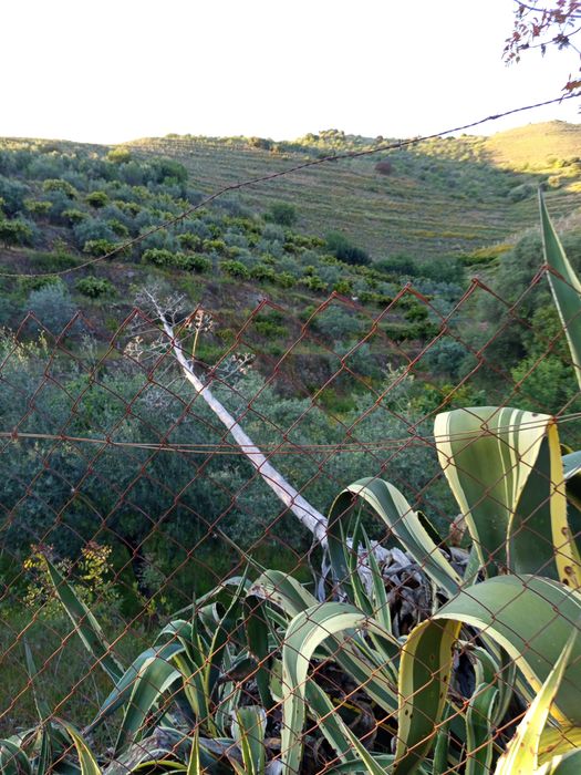Vendo um terreno junto o Douro