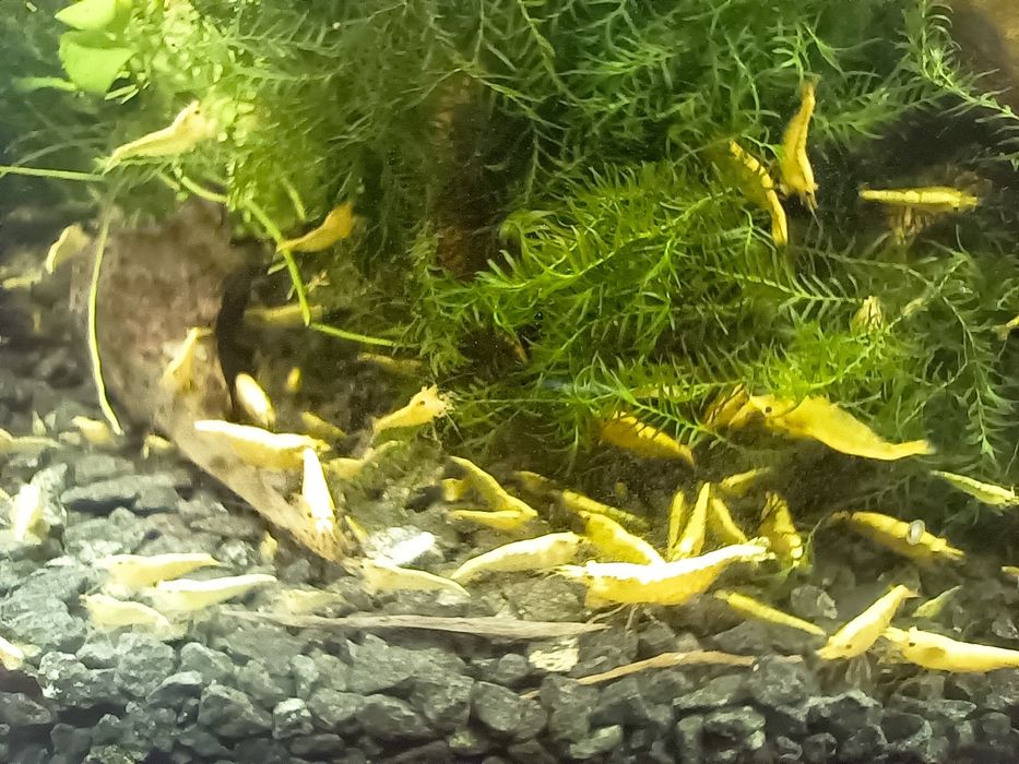 Krewetki Yellow Golden line