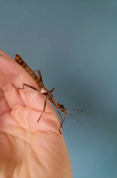 Straszyki filipińskie- Sungaya inexpectata