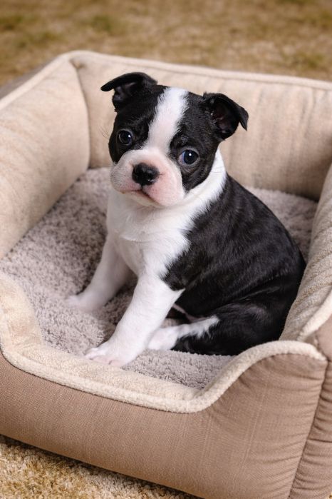 Boston Terrier Suczka