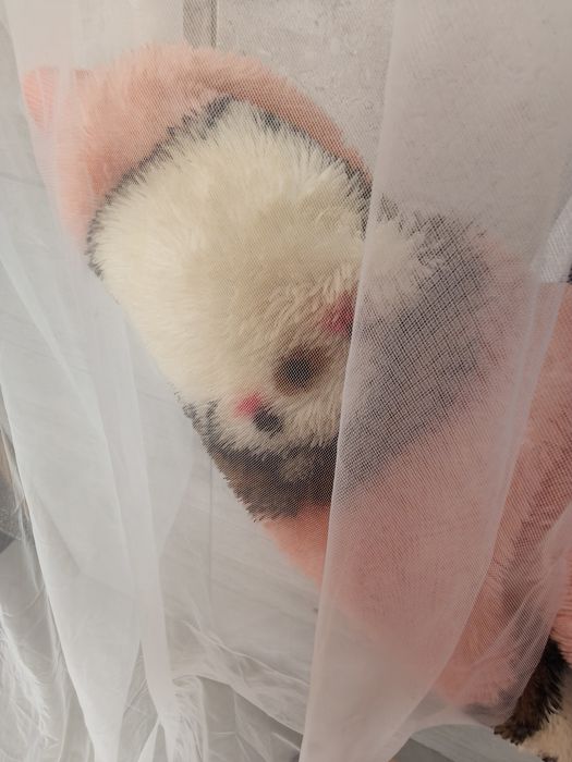 Véu capa branco noiva