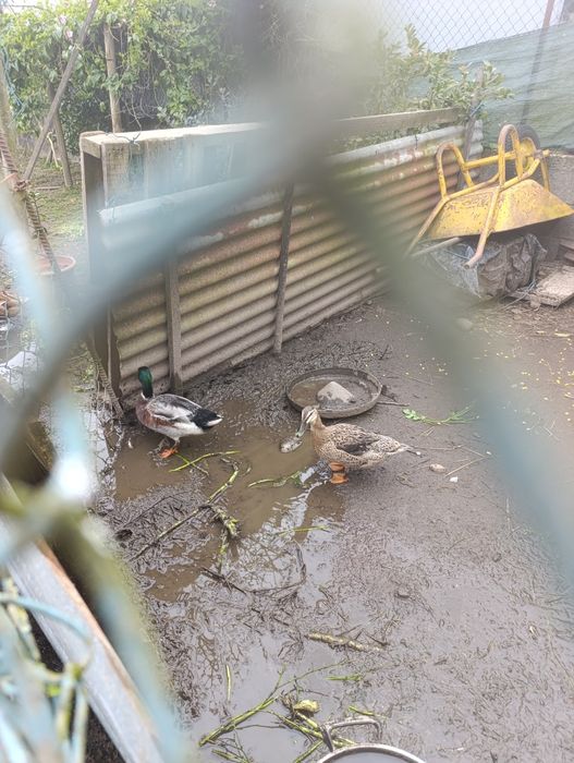 Vendo casal de patos real