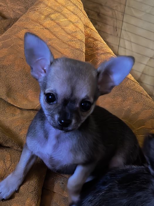 Chihuahua suczka .