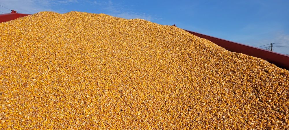 Kukurydza sucha , pszenica