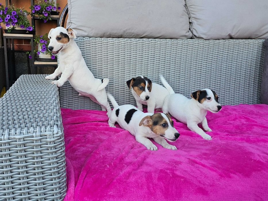 Jack russell terrier