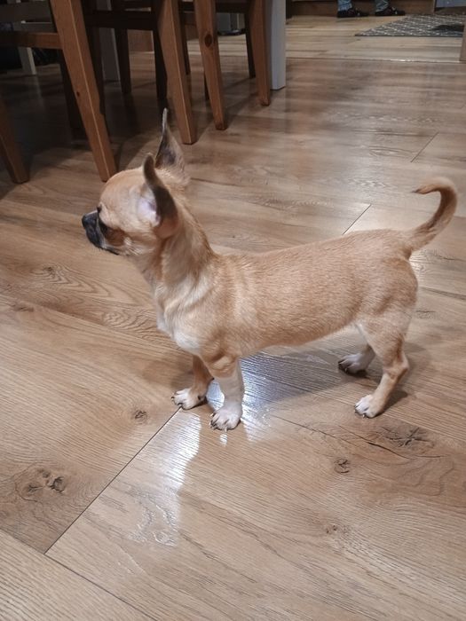 Chihuahua dziewczynka XXS, torebka