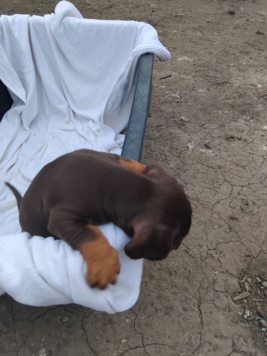 Шоколадна  міні таксочка