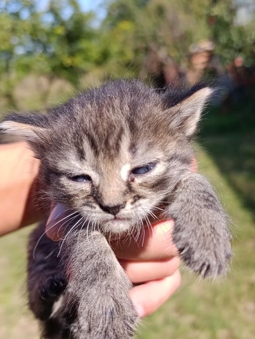 котята в хорошие руки