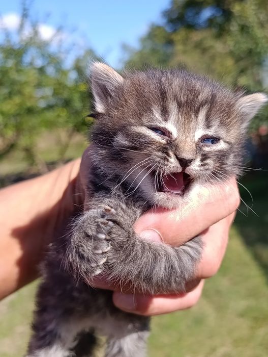котята в хорошие руки